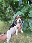 Beagle femea linda