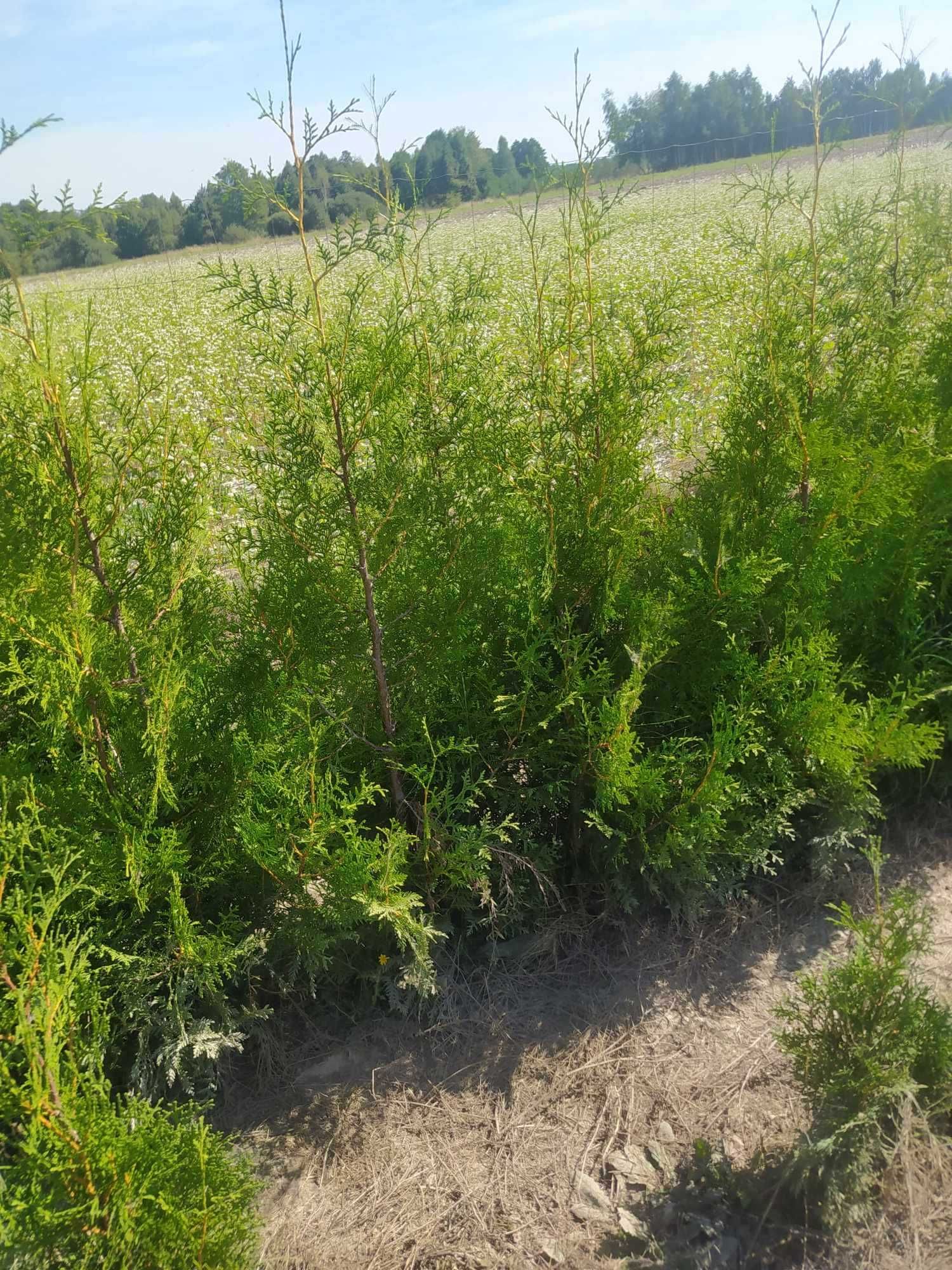 Tuje Brabant z gruntu