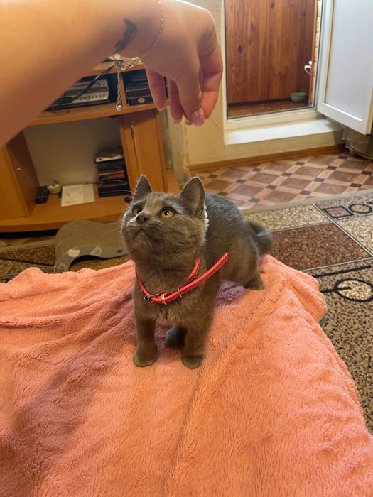 Подарую котика в хороші руки