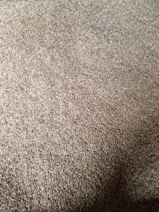 Owies czysty suchy 2025r