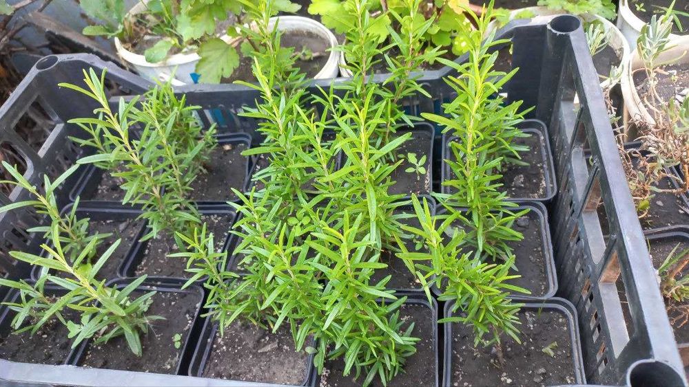 Продам розмарин,юкку,ивы,дуб,инжир,орех,жасмин,форзицию,гибискус,розы