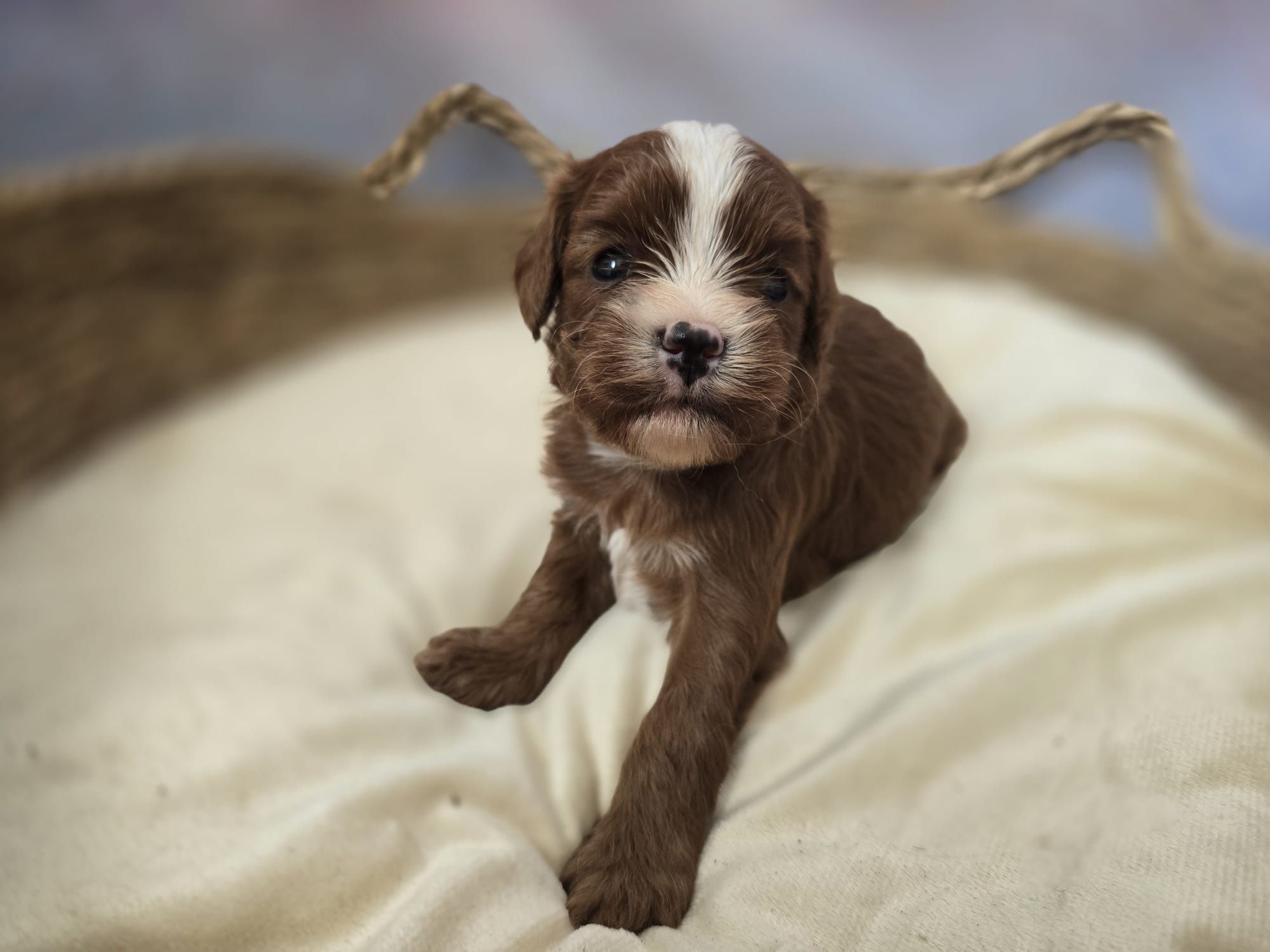 Cavapoo  śliczny chłopiec  maltipoo