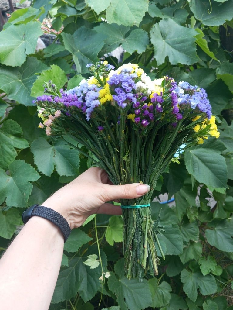Продам сухоцвіти статицю (кермек), букети
