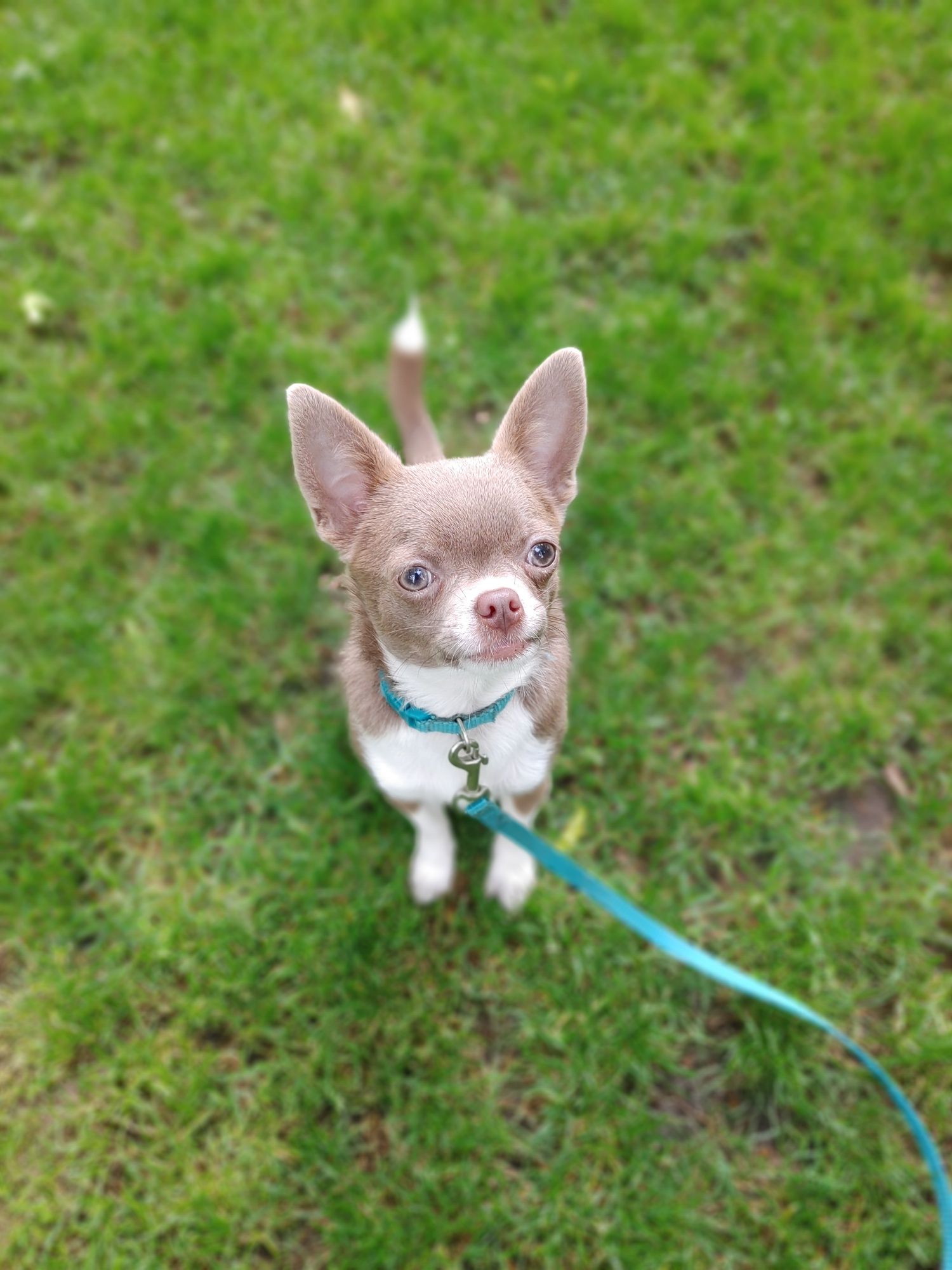 Chihuahua krótkowłosa liliowa