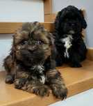 Shihpoo Sunia   hybryda  ras