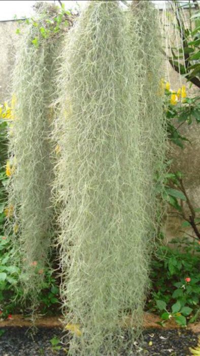 Planta aérea conhecida por -Barbas de Velho - planta