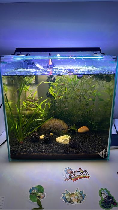 Kit aquario scalare