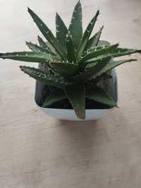 Aloes doniczkowy