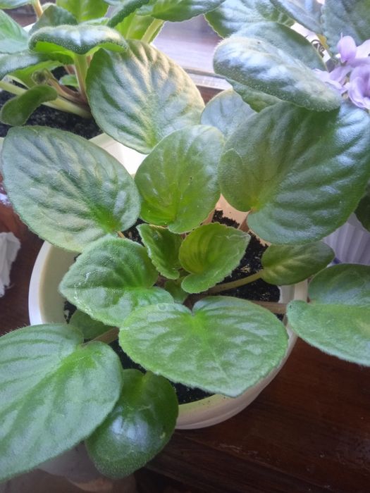 Продам фиалки в горшке