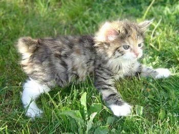 Kurylski bobtail  kot bez ogona, dla indywidualisty