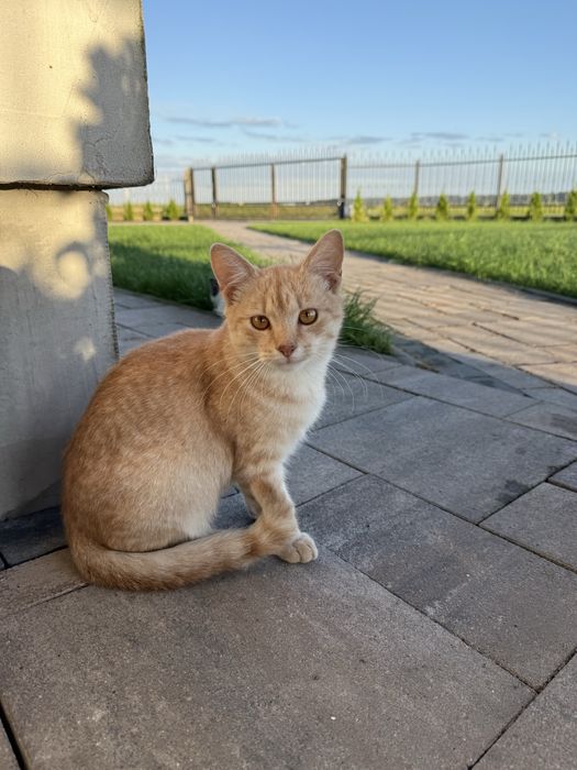 Віддам в добрі руки