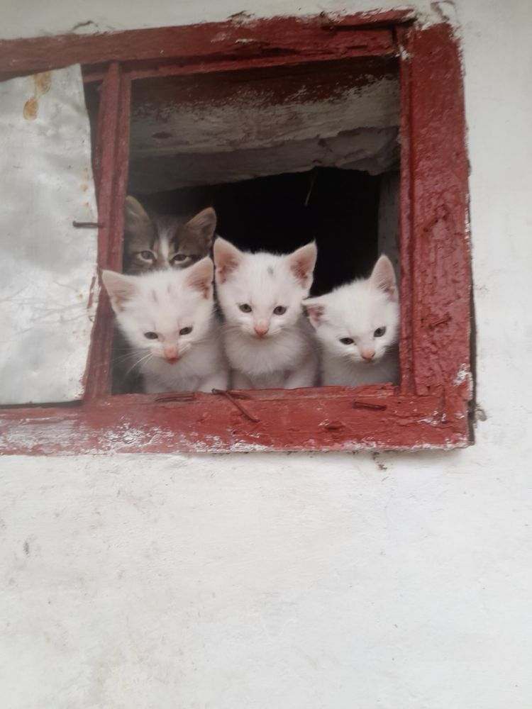 Кошенята шукають дім