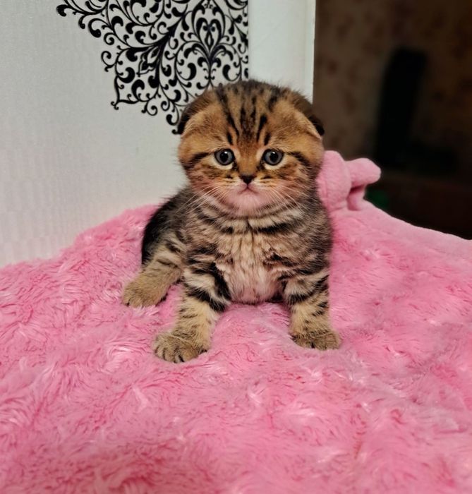 Шотландские котята золотой мрамор