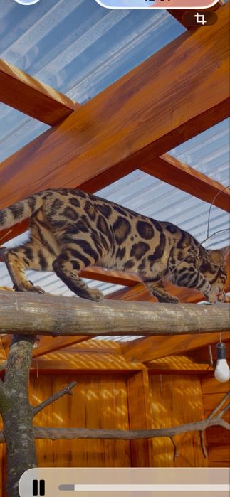 Бенгальські коти, елітні кошенята з ангельським характером