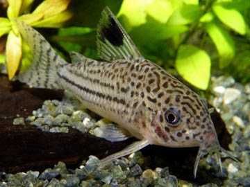 Kirysek trójpręgi Corydoras trilineatus duże okazy