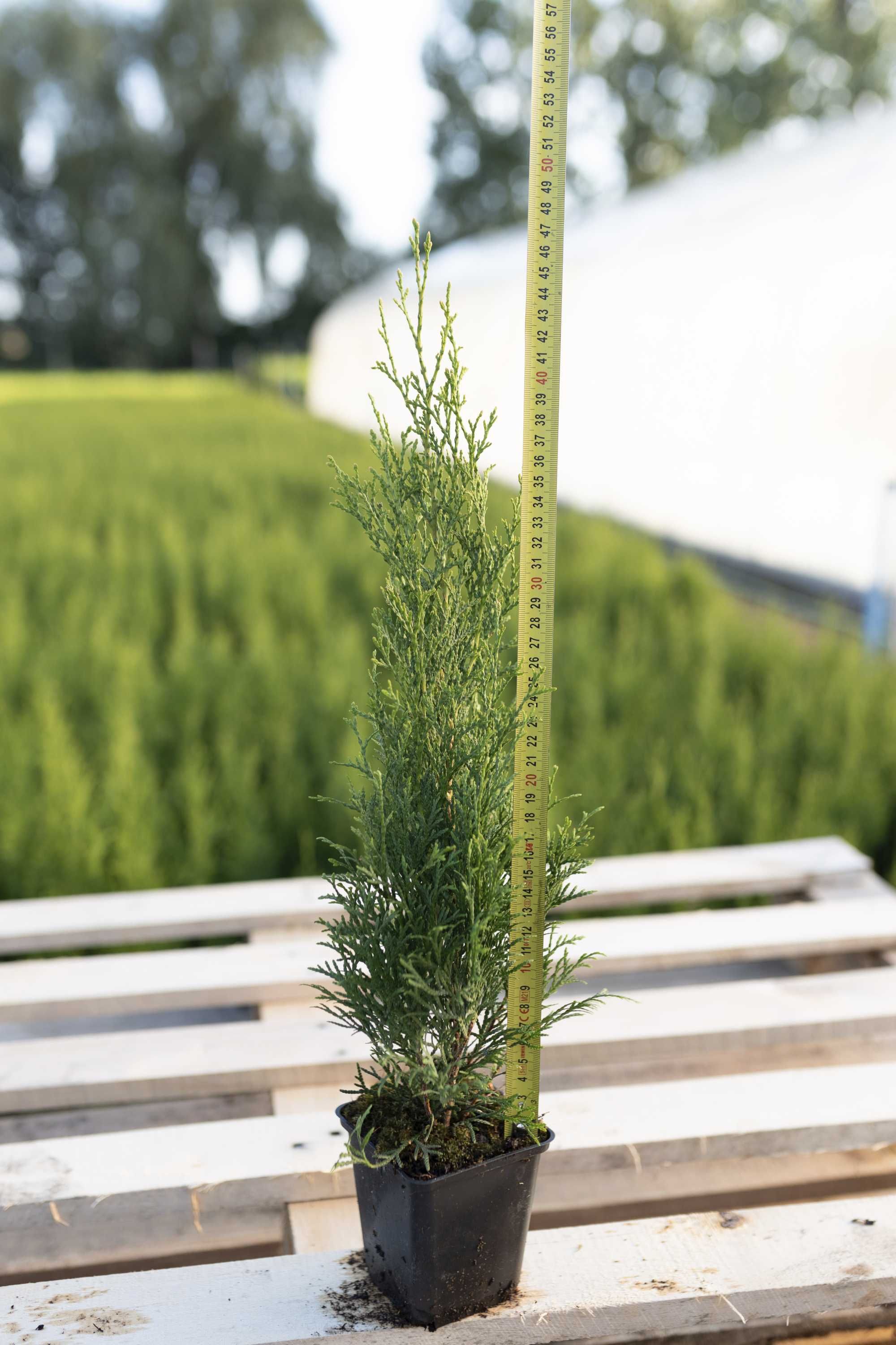 Tuja Tuje Thuja Szmaragd 38-48 cm. PRODUCENT, DOSTAWA GRATIS