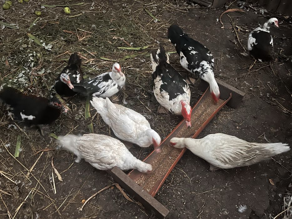 Мускусна качка шипуни