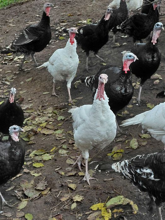 Ładne indyki z 2025roku