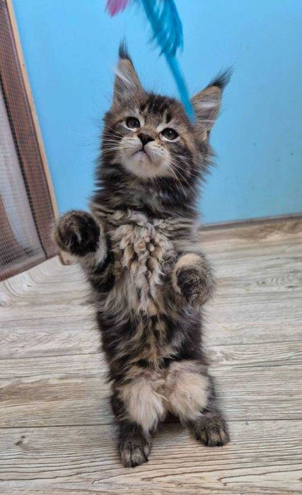 Sprzedam kotkę czarną Maine Coon