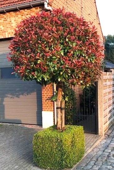 Ambrowiec Amerykański 10-14cm 3m katalpa lipa klon platan buk grab