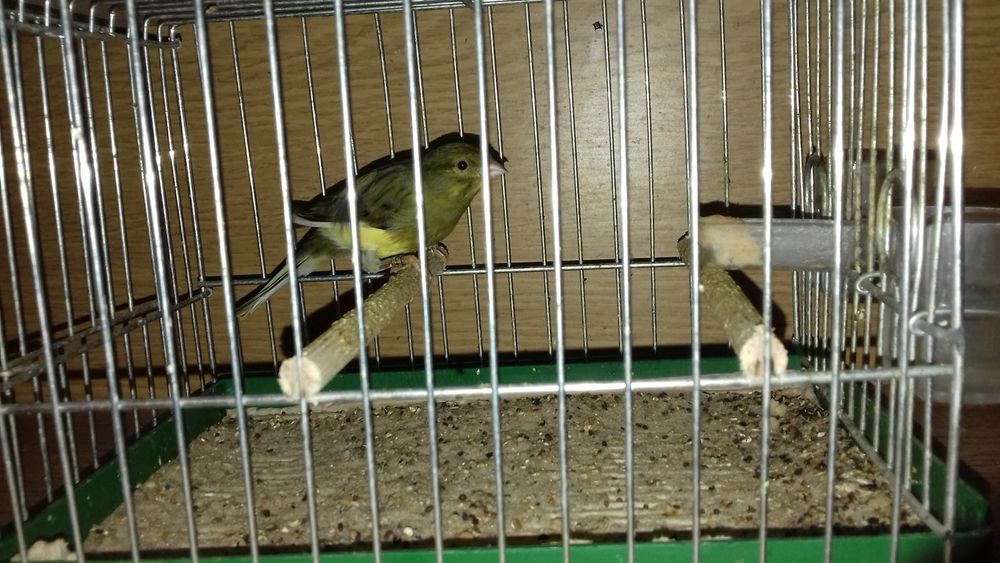 kanarki harceńskie zielone oraz  szeki