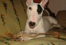 Dá se Bull Terrier
