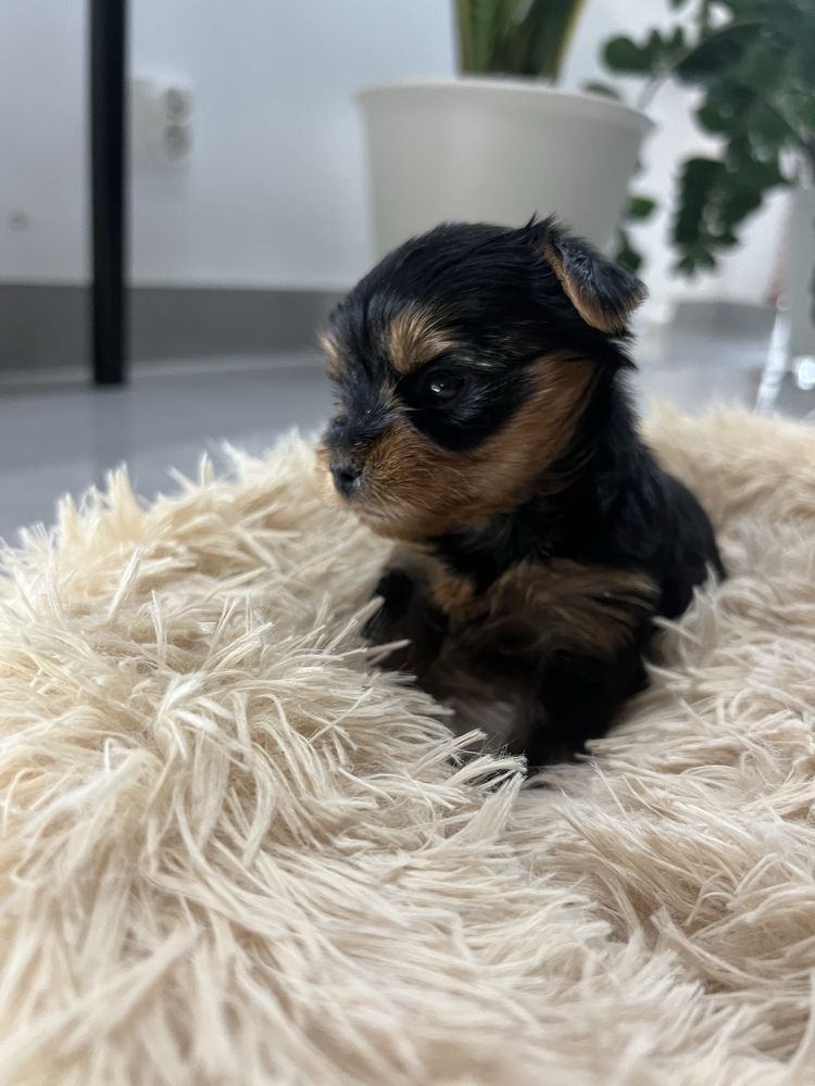 Yorkshire terrier Zkwp/FCI
