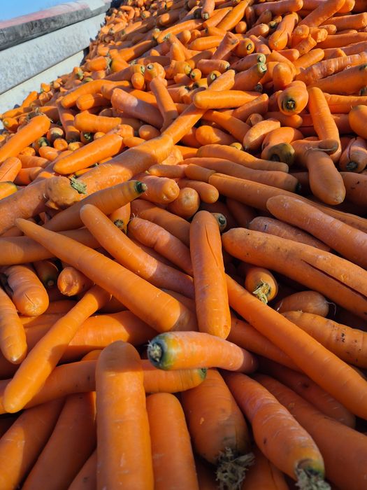 Marchew paszowa odpadowa