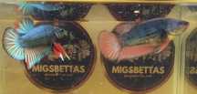 Casal Betta HMPK Orange Gas