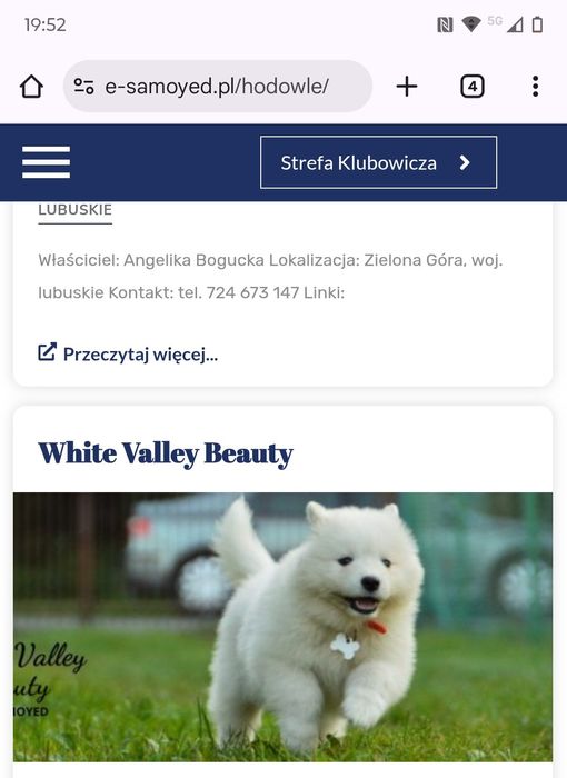 Samoyed z ZKWP (FCI)