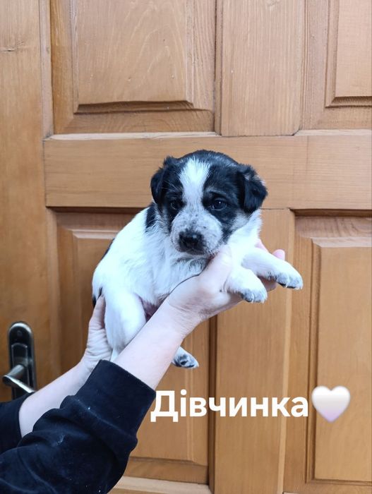 Щенята лабрадора і вівчарки