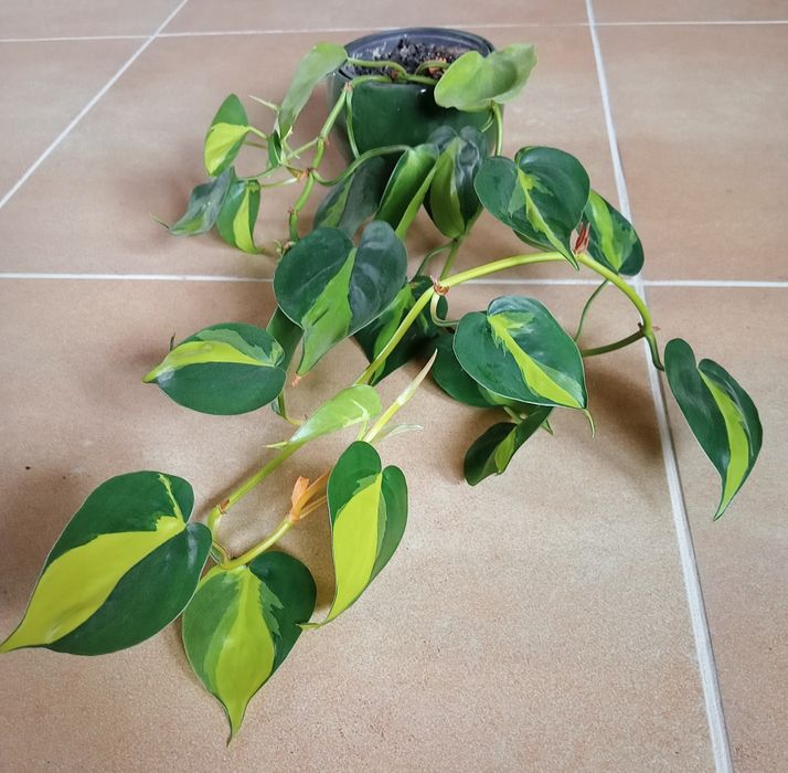 Philodendron Brasil Pink Princess