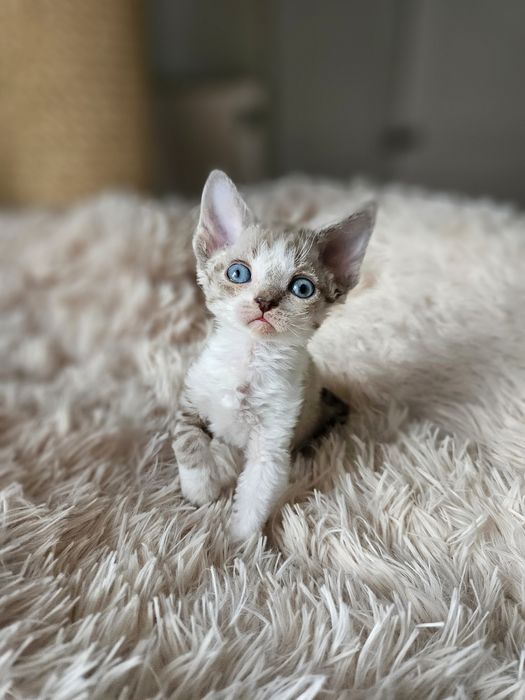 Kotka Devon Rex czarny point