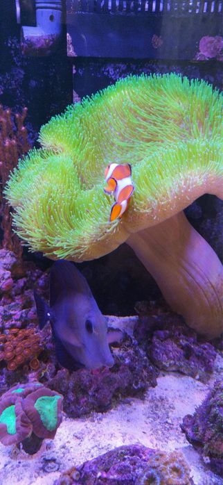 Корали для морського акваріума