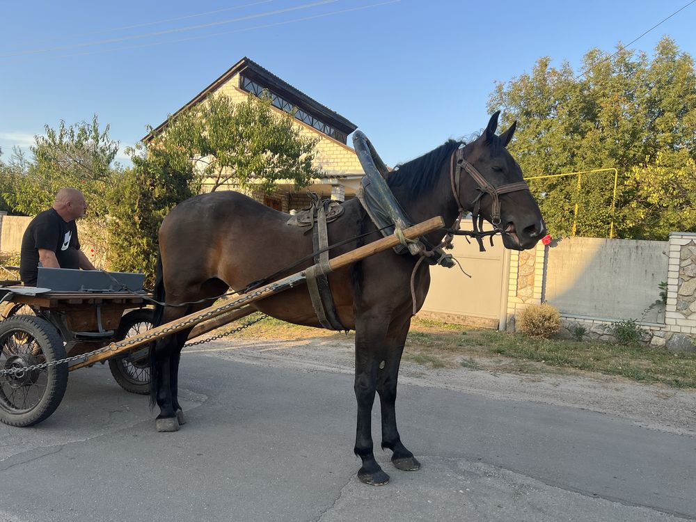 Продам рабочу лошадь