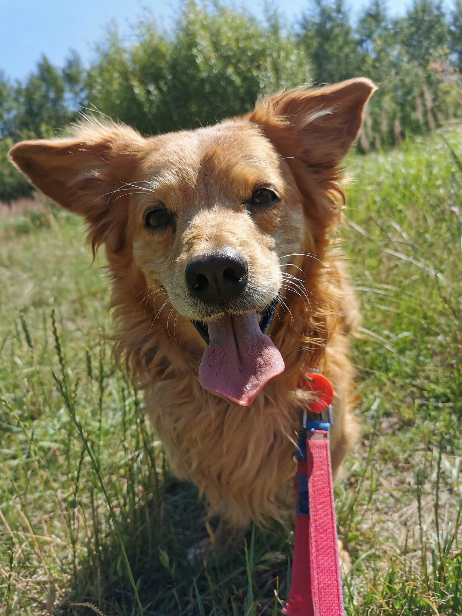 Amor 5 letni śliczny piesio wrócił z adopcji..