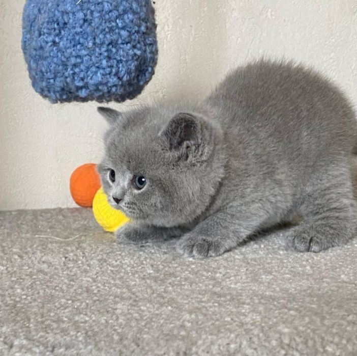 Продам шотландских котят