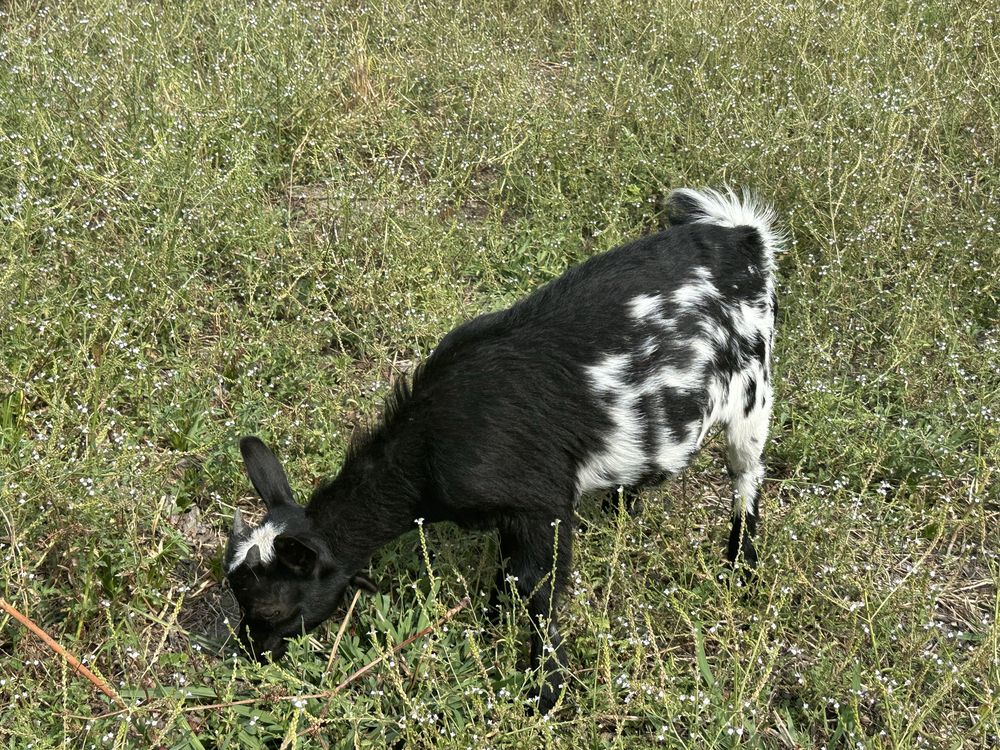 Cabrita Micro Anã