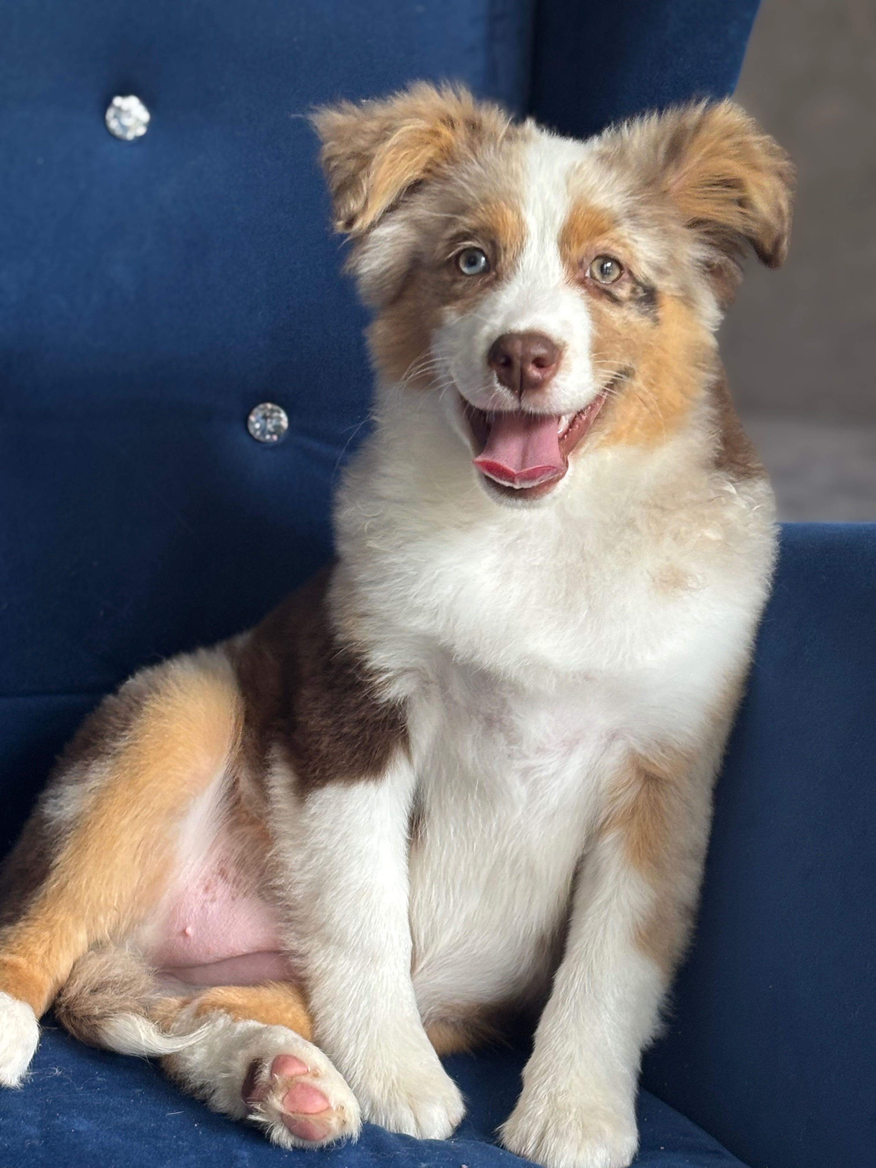 Miniaturowy owczarek amerykański mini Aussie FCI