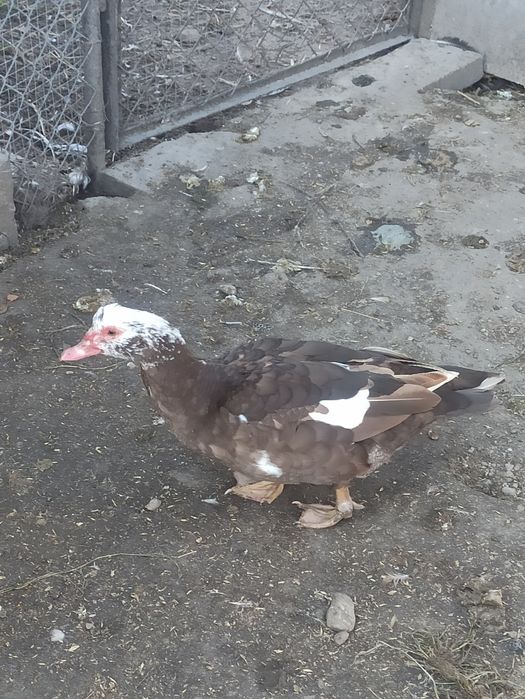 Kaczki i kaczory piżmowe/francuskie czekoladowe.