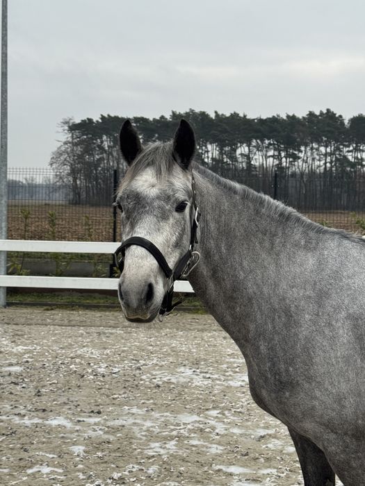 Kuc Connemara Class 1