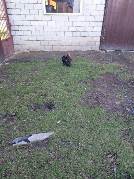 Kochiny miniaturowe,  silka amerykańska