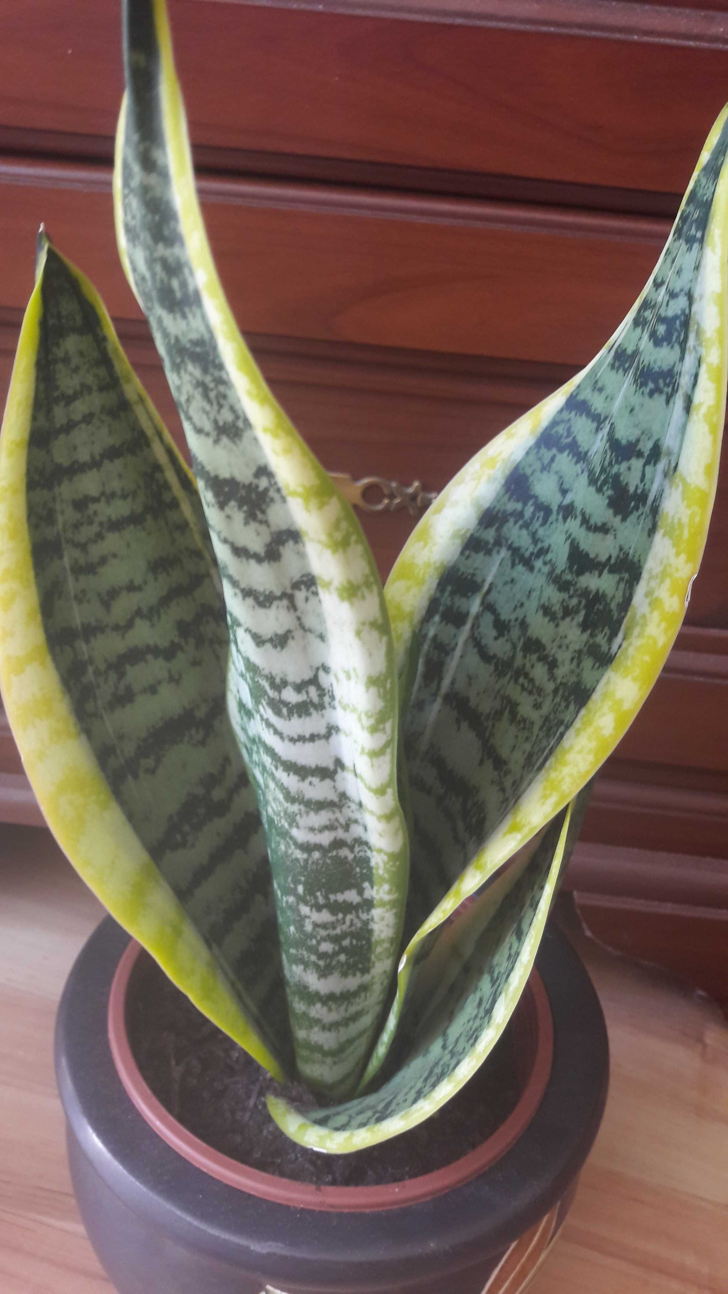Sansewieria zielono- żółta roślina doniczkowa