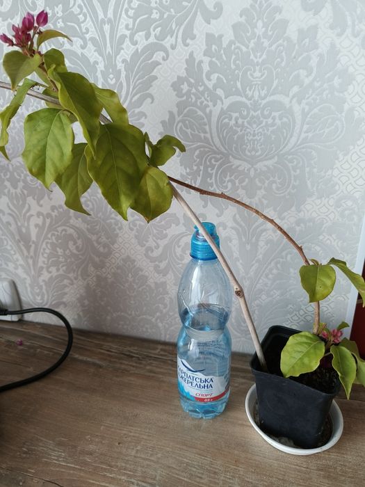 Бугенвілія 2-річні саджанці