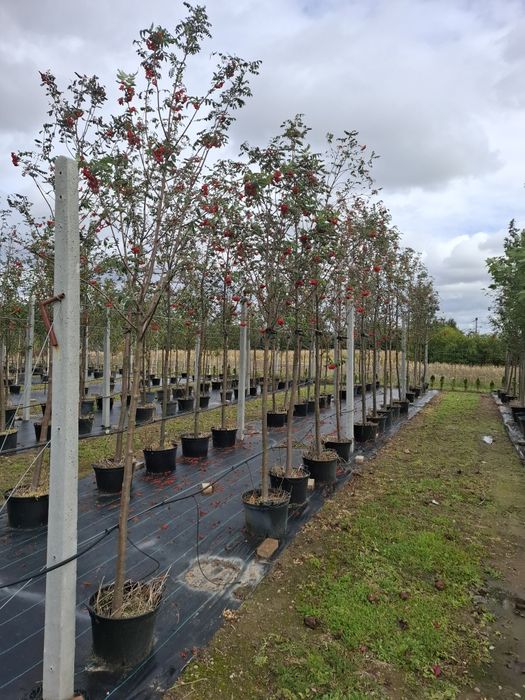 Jarzębina-Jarząb szwedzki