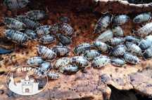 Porcellio leaves Dairy Cow Kulanki Stonogi Prosionki Ślimaki Mrówki