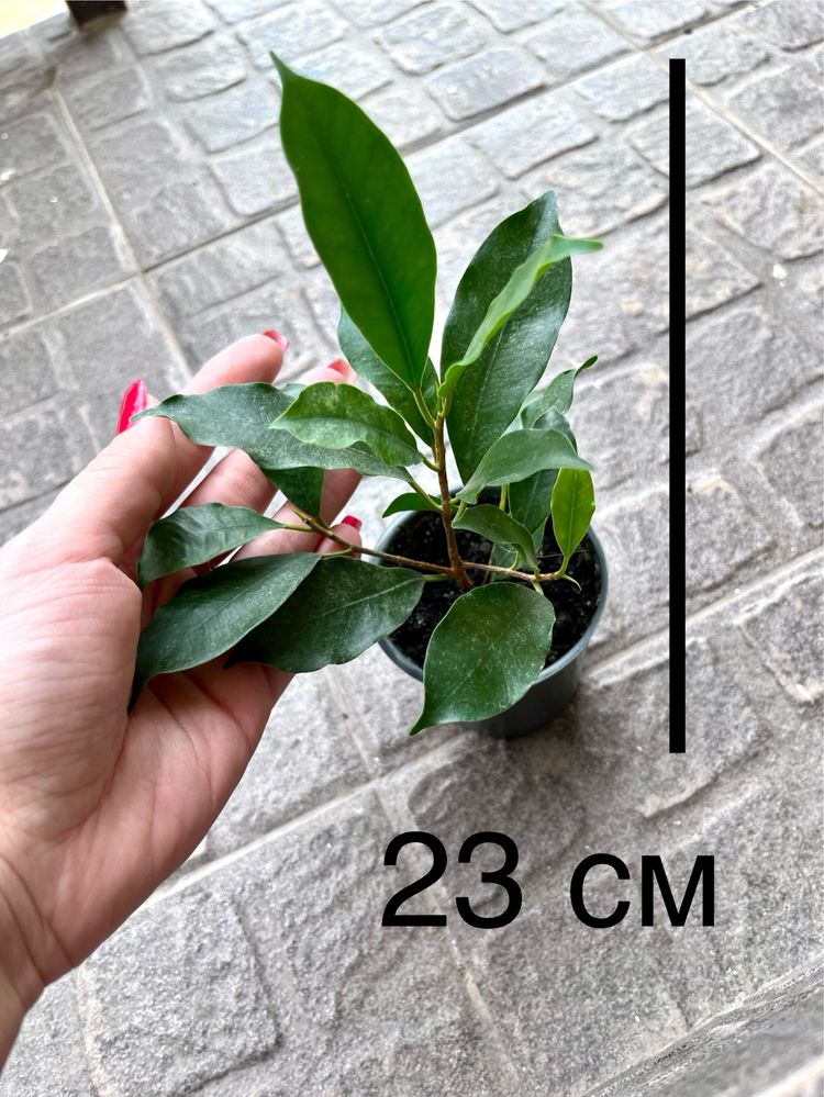 Продам фикус Микрокарпа, Ficus microcarpa, молодое растение