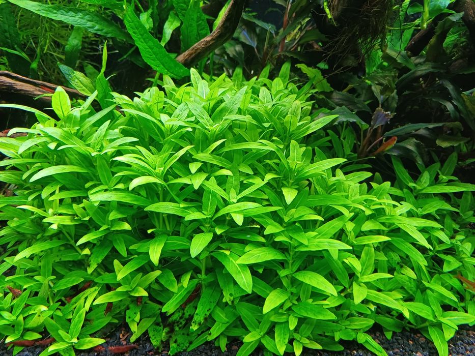 Rośliny staurogyne repens