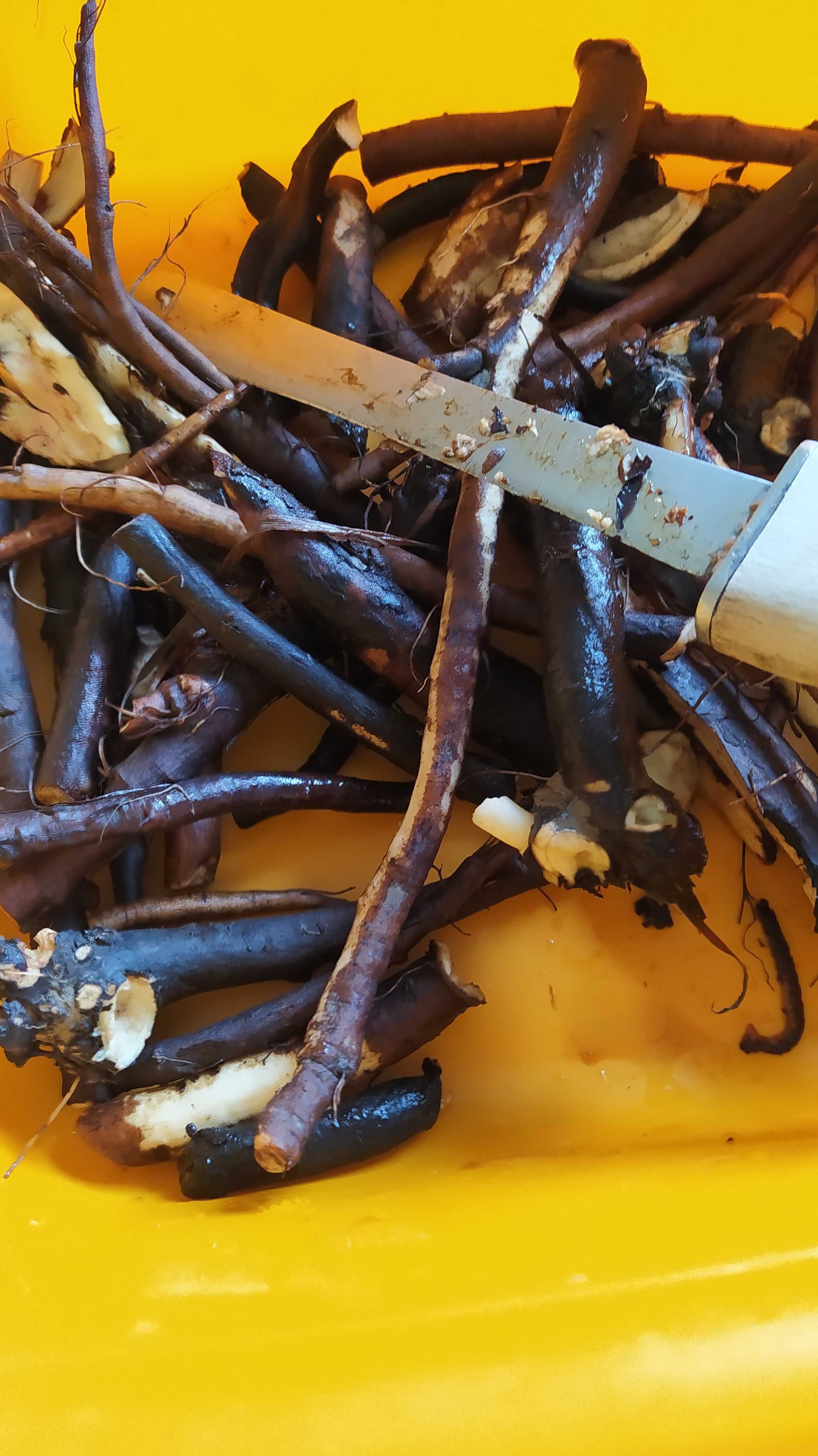 Korzeń żywokostu świeży oczyszczony krojony 1,5kg