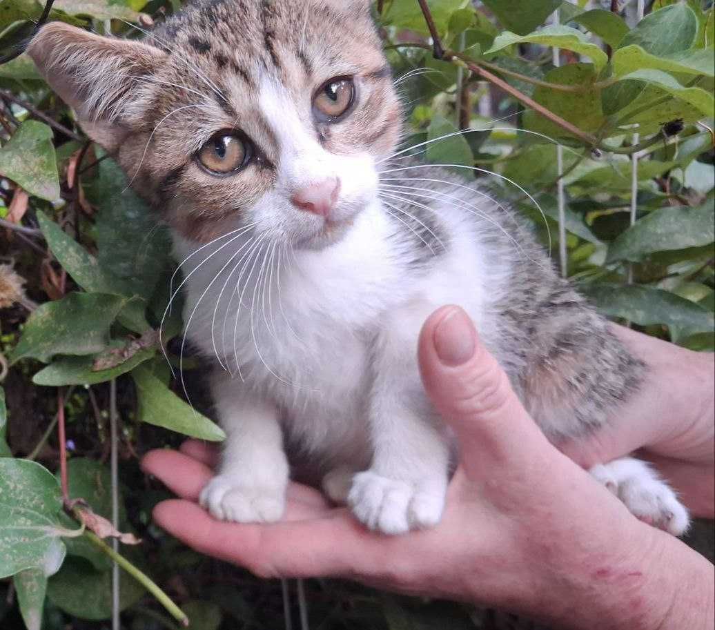!!Гарнюні котодіточки шукають родину!!